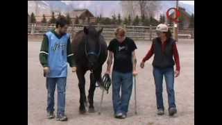 American Quarter Horse Foundation, Because of a Horse - Fly Without Wings