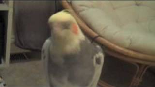 Cute Bird Sounds
