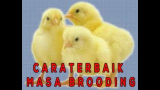 CEGAH ANGKA KEMATIAN Doc MASA BROODING AYAM BROILER