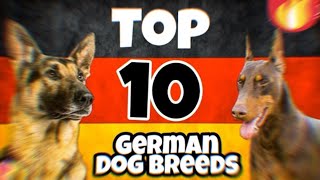 The top 10 dog breeds that originated in Germany