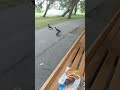 BABY CROWS LEARN TO EAT CHEEEESE