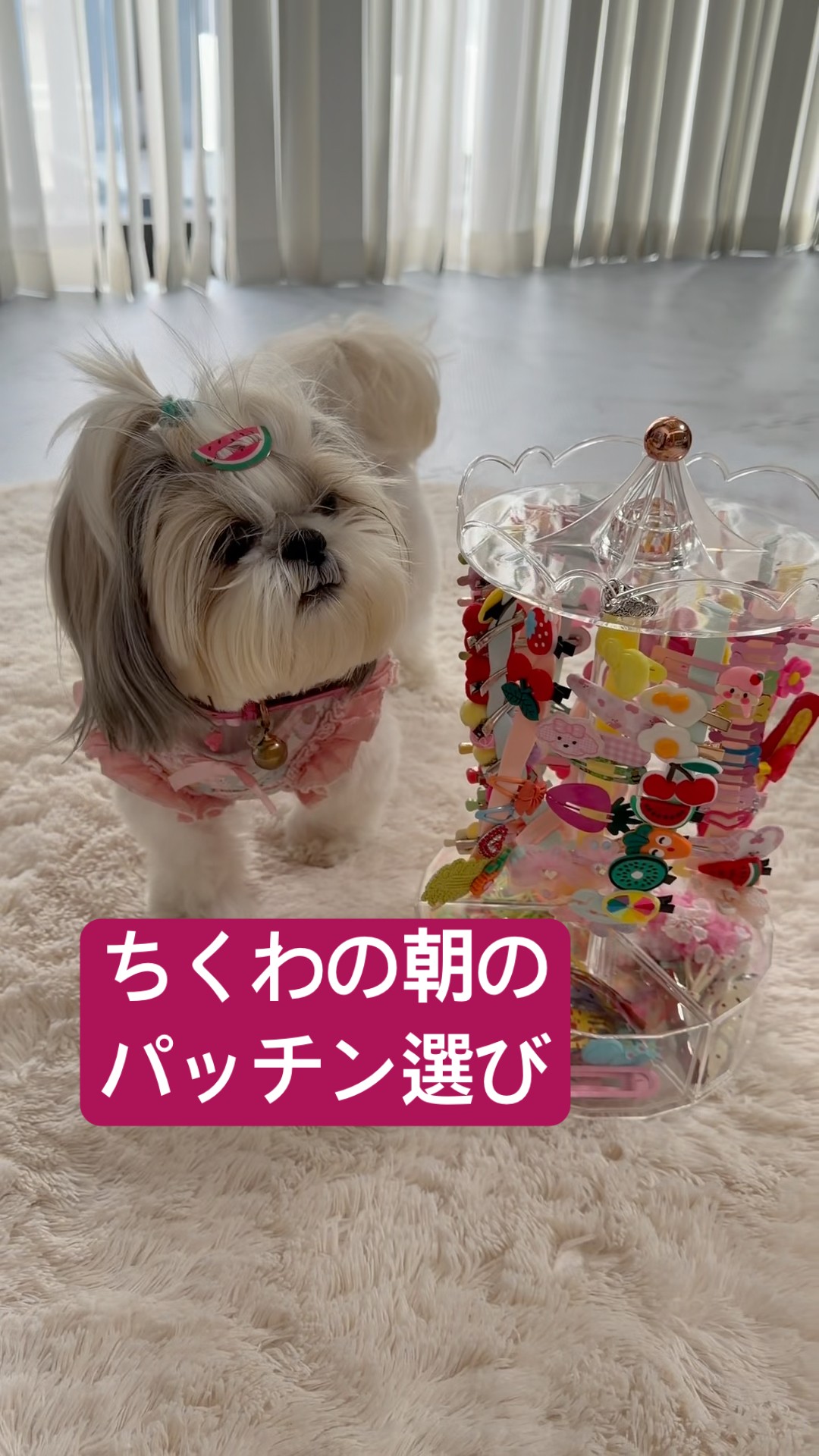 Shih Tzu] Today's video is this one! Chikuwa's morning sniffing is