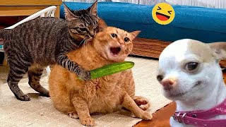 Funniest 2024😺Cats and 🥒 Cucumbers - Awesome Funny Pet Videos 😿🐶Part 24