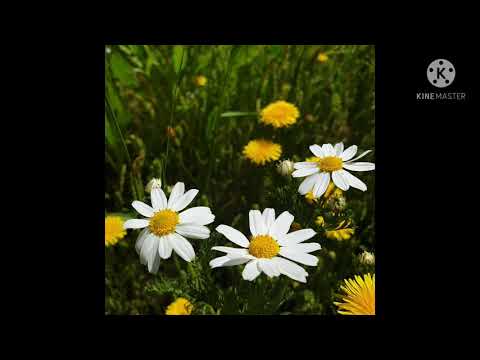 آذان إمام الحرم المكي الشيخ ياسر الدوسري حفظه الله