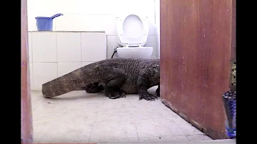 Komodo Dragon In Bathroom! | Planet Earth II