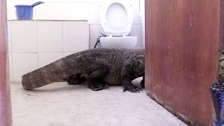 Komodo Dragon In Bathroom! | Planet Earth II Resimi