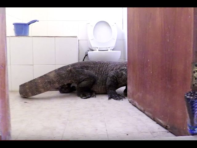 Komodo Dragon In Bathroom! | Planet Earth II class=