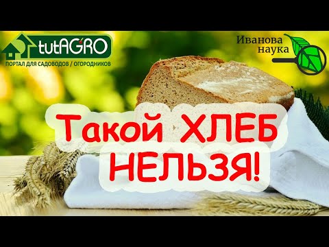 ХЛЕБНЫЙ УСКОРИТЕЛЬ РАССАДЫ. КАКОЙ ХЛЕБ ПРОТИВОПОКАЗАН? Полезен ли хлеб С ПЛЕСЕНЬЮ?