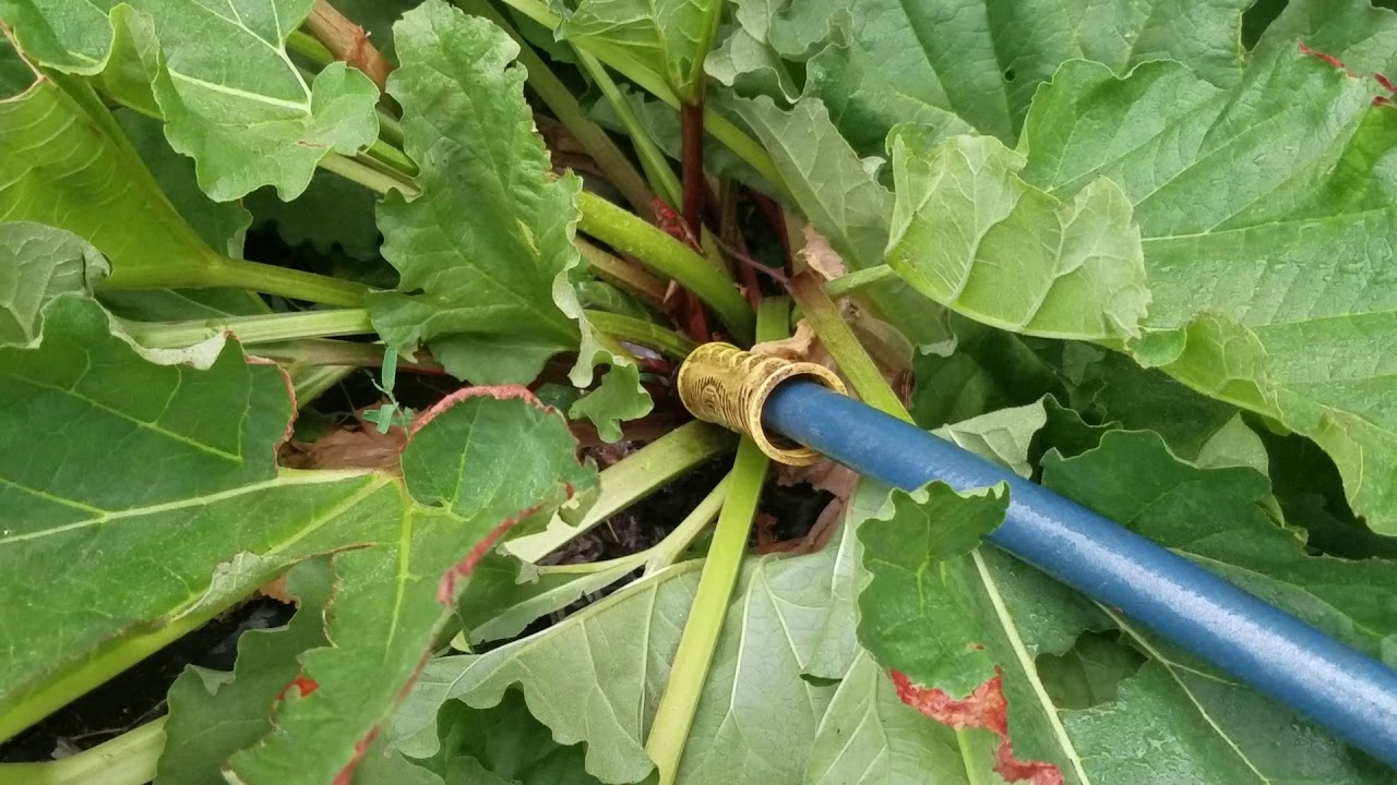 Watering the Rhubarb in the Rain YouTube