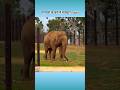 🐘 interesting facts about animals 🐘 #facts #animalfacts #animals #intrestingfacts #shorts