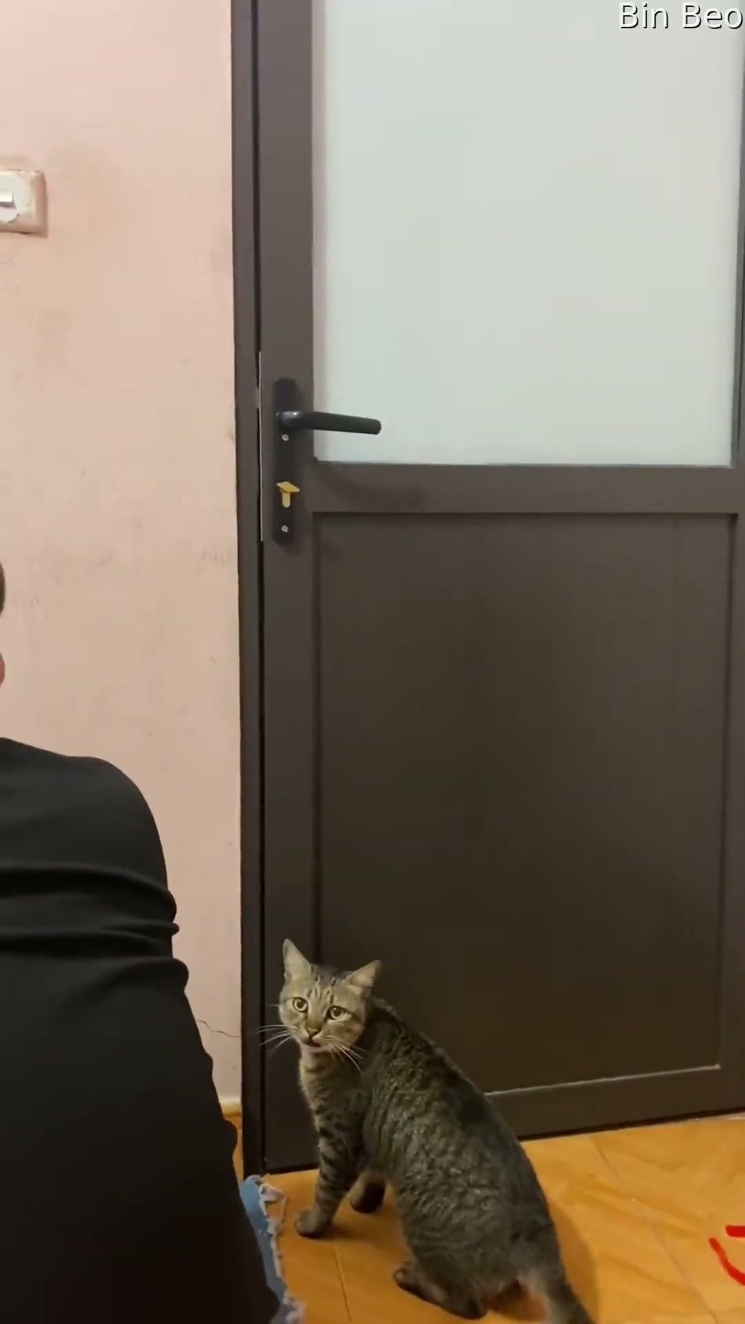 Cat Jumps To Unlock Door || ViralHog