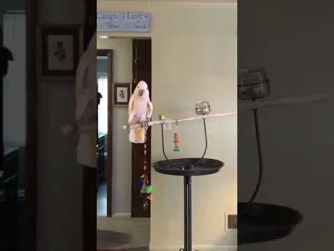 cockatoo price ph What do you have MommY
