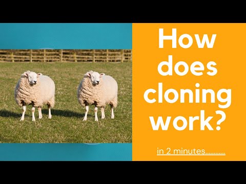 Video: Hvad er en grundlæggende definition af kloning?