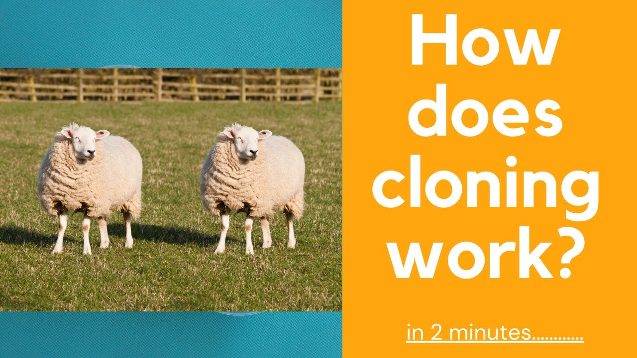 How does cloning work? - explained in 2 mins! - YouTube