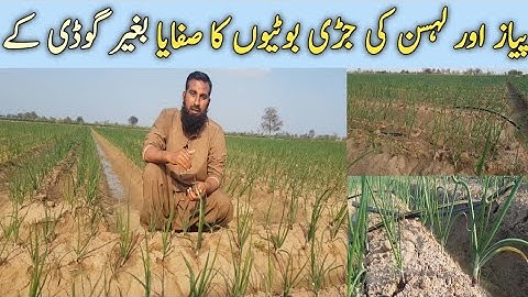 Weeds control in onion and garlic crops, pyaz aur lehsan ki fasal se jari butiyon ka khatma, IR FARM