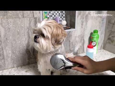 [shih tzu] ZaiZai showering