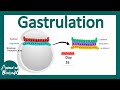 Gastrulation  what happens during gastrulation  week 3 of embryonic development
