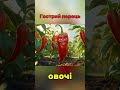 Гострий перець що росте на городі Весела пісенька про овочі вчимоовочі овочінагороді дітям 