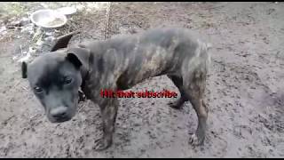 Kendrick Kennels......