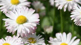 Video thumbnail of "Tarmo Pihlap - Lucille"