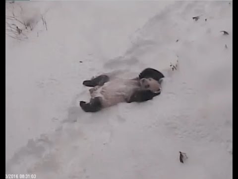 Tian Tian plays in the snow.     Jan 23, 2016  National Zoo