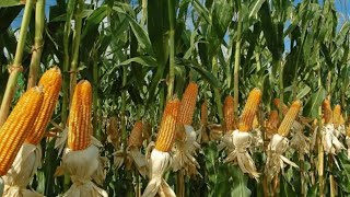 Culture du maïs. Dix tonnes à l'hectare, c'est bien possible