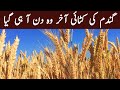 Wheat harvesting in pakistan chakwal  chakwal goat farm 