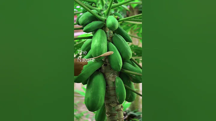 #nature #asmr #asmrsounds #asmrvideo #papaya #fruit