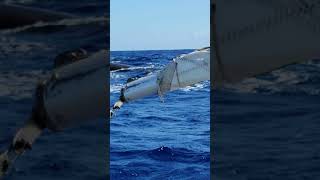 Whales surround our sailboat