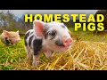 Meet Our Newest Newborn Kune PIGS