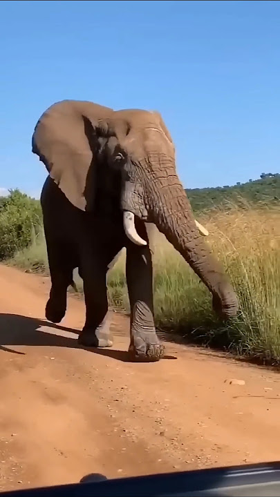 Tertawa Bersama! Video Anak Terlucu Hari Ini!'🐘 #cutebaby #elephant