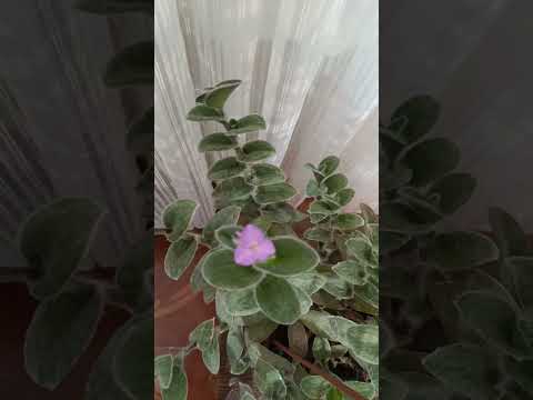  اليهودي التائه الوبري