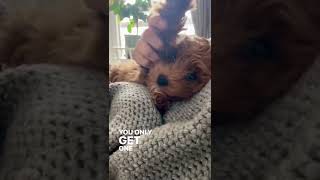 Chewie the Cavapoo, Lose Yourself Eminem