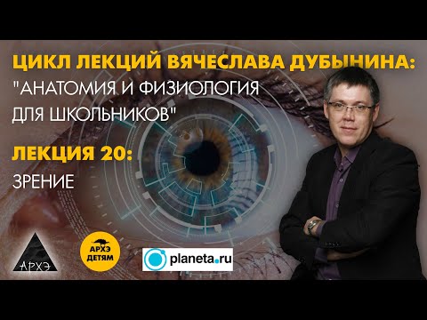 Видео: Вячеслав Дубынин: "Зрение" (Лекция 20)