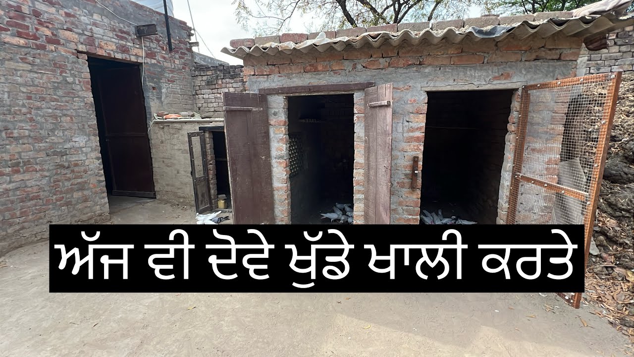 ਅੱਜ ਸਾਰੇ ਕਬੂਤਰਾ ਦੀ last ਡਾਈ ਸੀ 🕊️॥ ਹੁਣ ਜਿਹੜੇ ਖੰਭ ਰਹਿ ਗਏ ਉ ਪੱਟਾ ਗਏ 🕊️॥ ਦੋਖੇ ਵਿਡਿਉ 🙏🏻॥ 