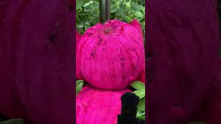 #fruit #vegetables #fruitcutting #farming #satisfying #vegetable #oddlysatisfying #carving #plate