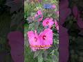 🌺 Head Over Heels 'Adore' hardy hibiscus in bloom.(The Hardy Hibiscus Begins (4)) #garden #flowers