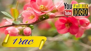 HD музыка ✨ пианино красивая мелодия ✨ фортепиано ✨ Музыка для Обучения ✨ звуки природы ✨ пение птиц screenshot 2