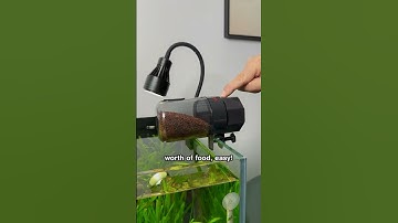 Smart fish feeder #fish #guppy #fishtank #aquariumfish #sea #fishlover  #like #feeder #feeding #food