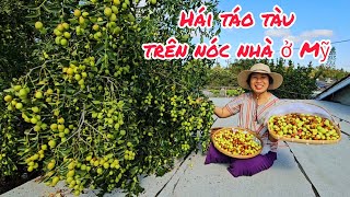 Leo lên nóc nhà hái táo tàu chín trĩu cành. Thăm vườn trái cây của hàng xóm ở Mỹ