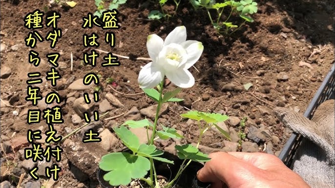 風鈴オダマキの育て方 日常管理 Youtube 風鈴オダマキの育て方 日常管理 Youtube