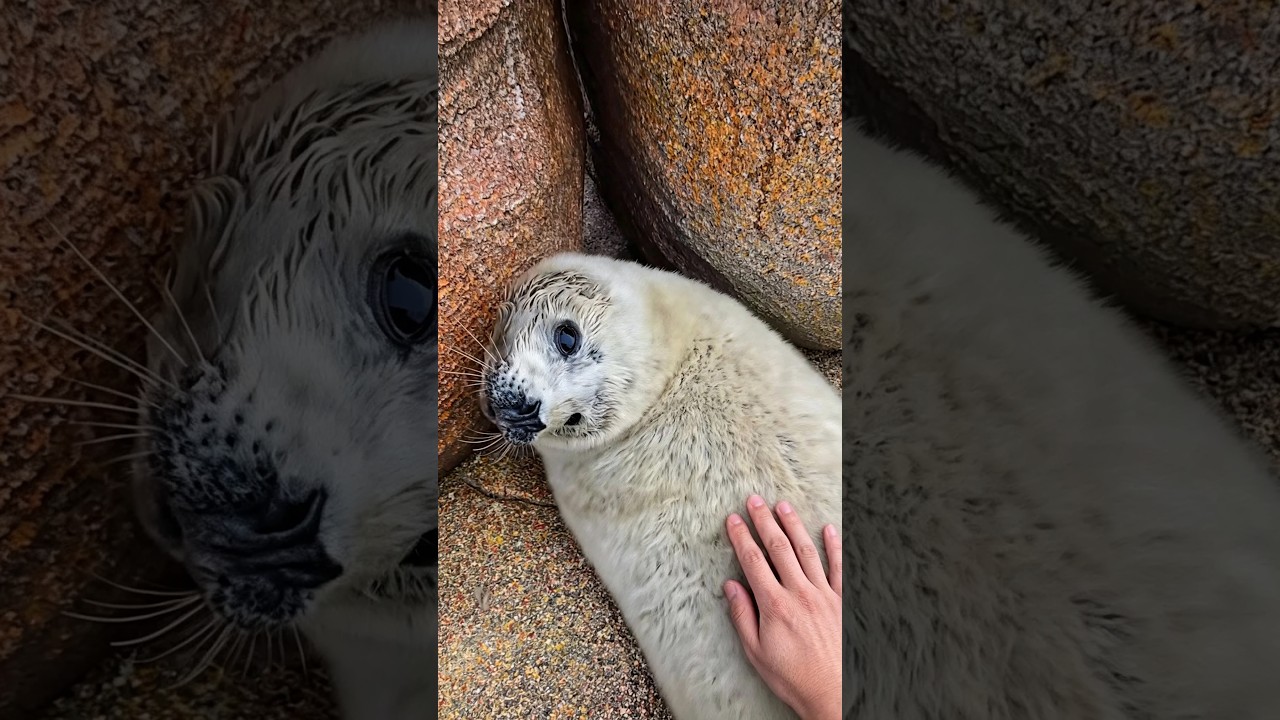 These Seals Really Know How to Get Attention 