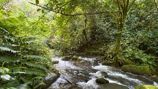 😴 Sleep Instantly With Calm Forest Stream And Soft Water Flow | No Music Only Water screenshot 5