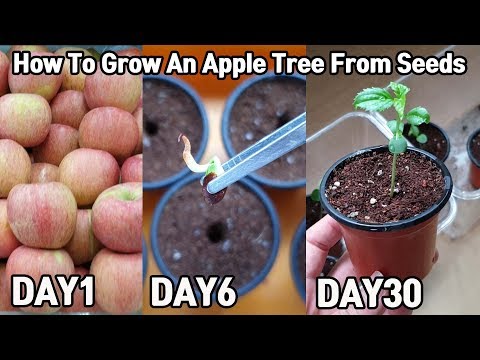 How To Grow An Apple Tree From Seeds