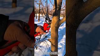 Electric Pruning Shears | Fast &amp; Efficient Tree Cutting Technique.