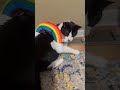 My Cat Is A Leprechaun! #cat #ytcat #funny #yourcat #cattoys #fypシ #fypシ゚viral #fyp #catshorts #cats
