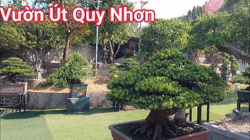 Tham quan vườn Bonsai nổi tiếng của anh Út Quy Nhơn nhìn đã mắt