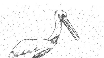 Pelican Animation