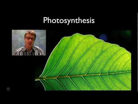 Photosynthesis - S.6 Biology