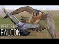 Peregrine falcon   bird slayer and dive master the fastest animal on the planet